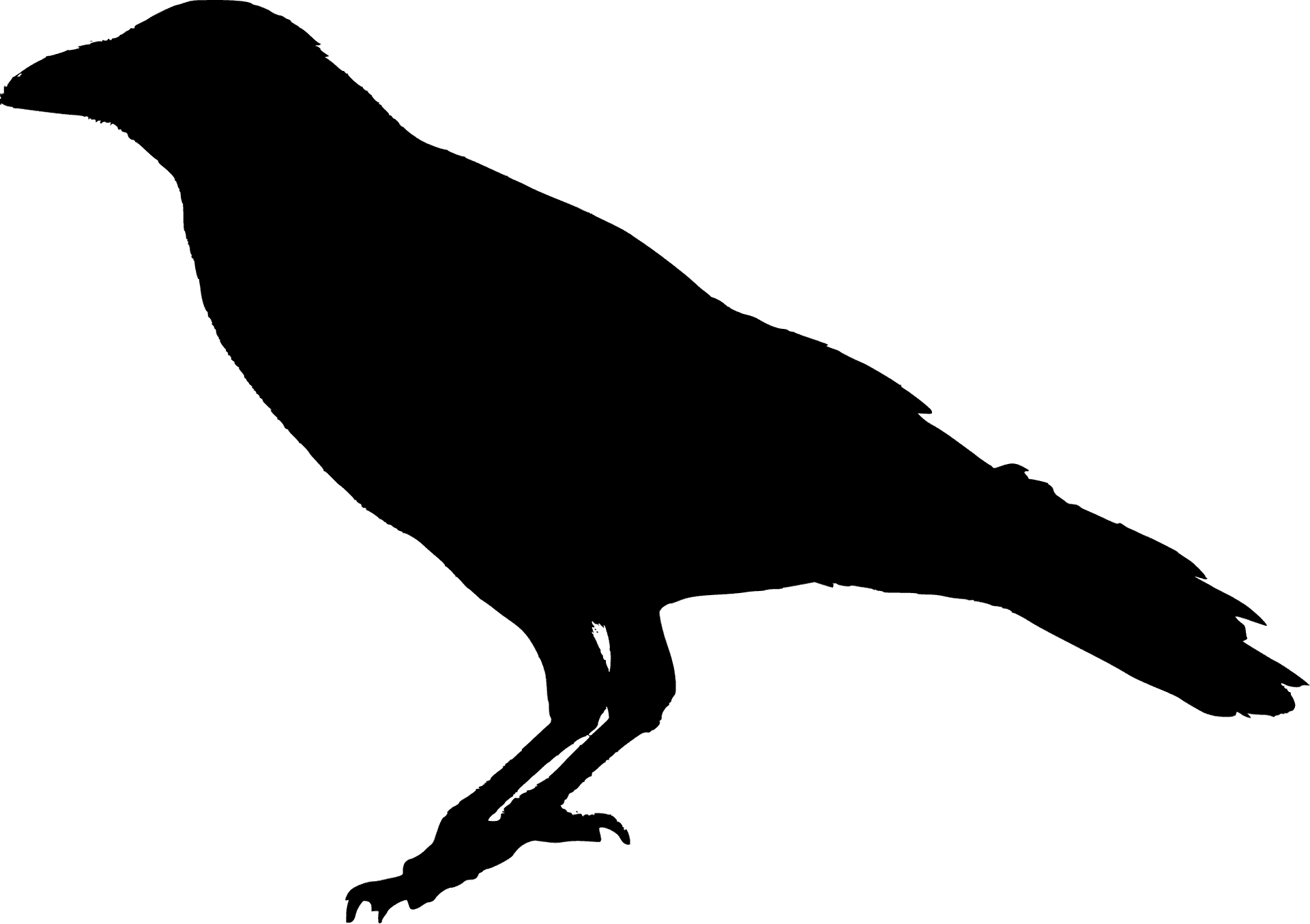 Silhouetteof Black Bird PNG Image