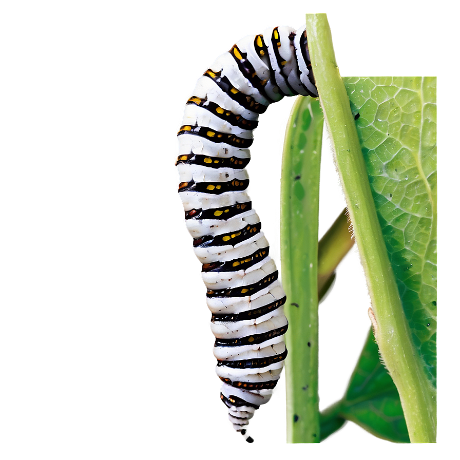 Silkworm Caterpillar Png Xvg PNG Image