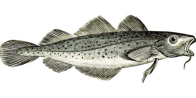 Silver Fish Illustration PNG Image