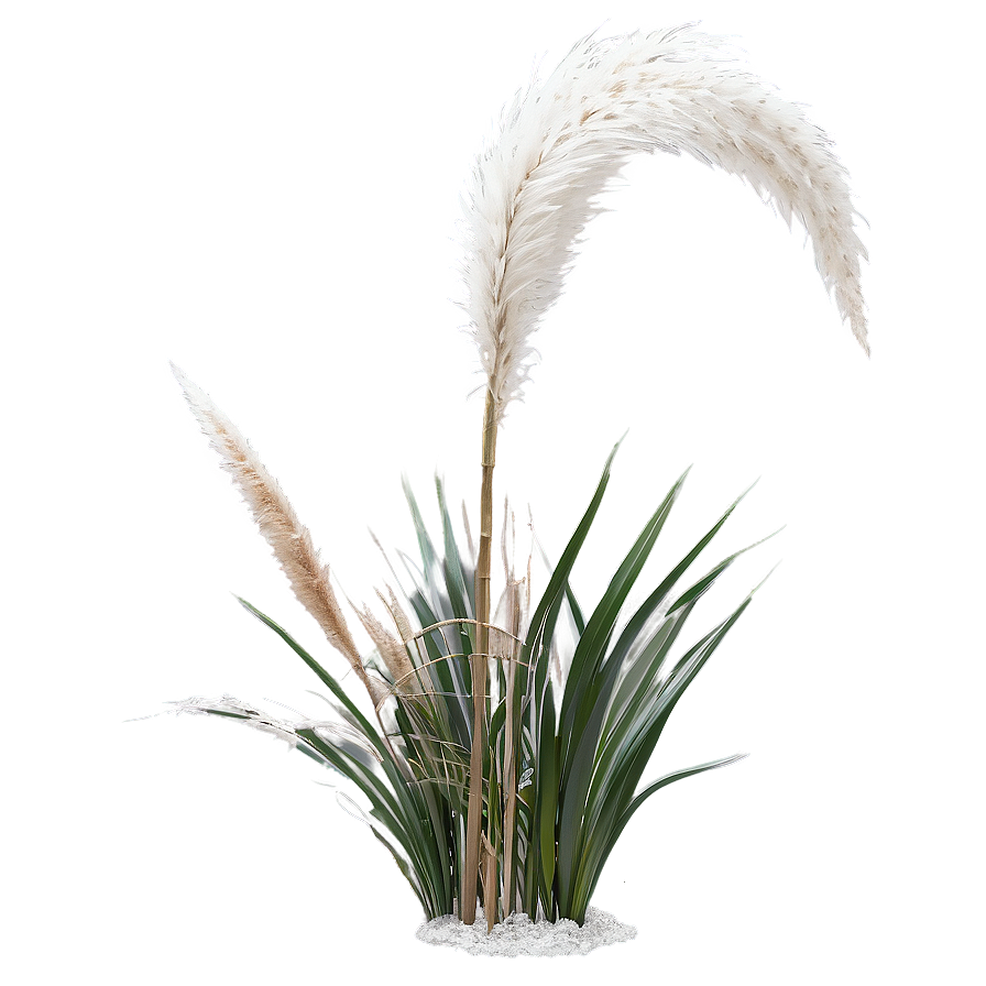 Silver Pampas Grass Png Buh PNG Image