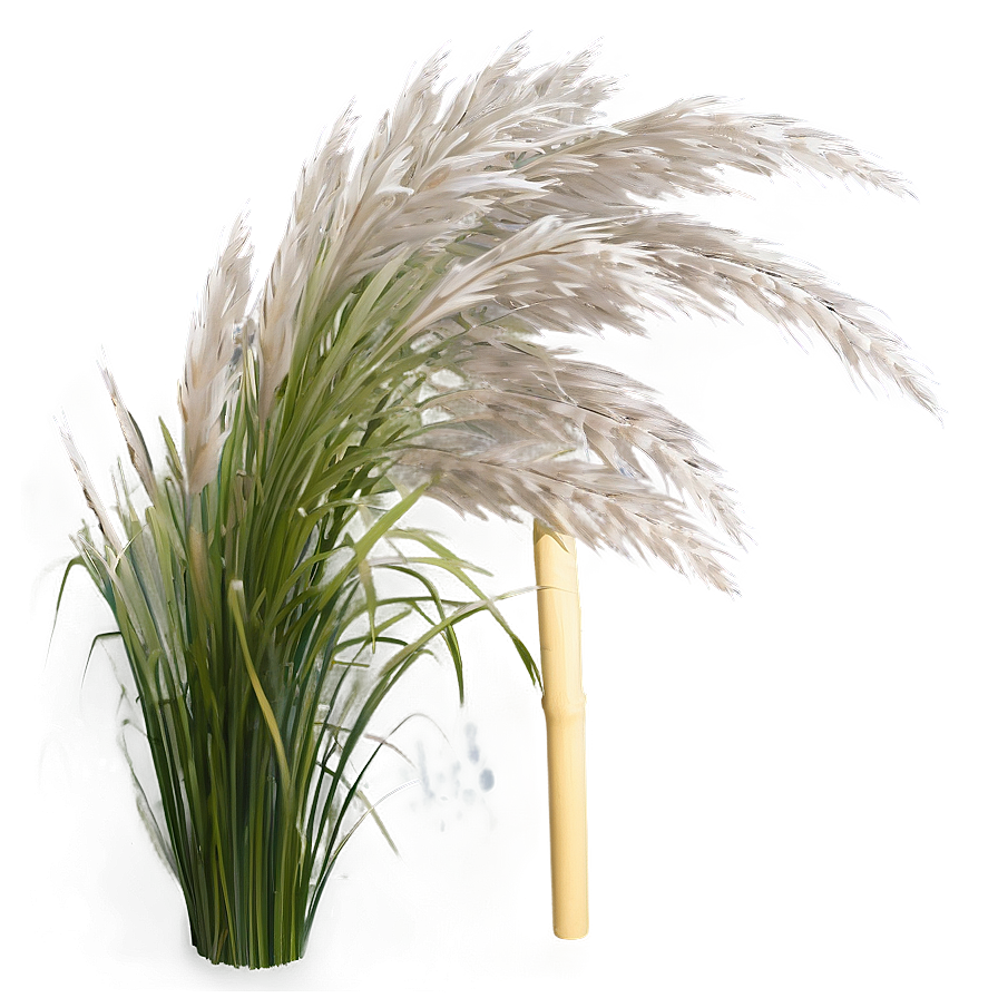 Silver Pampas Grass Png Hcn PNG Image