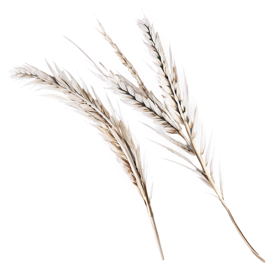 Silver Pampas Sprigs Png Thn43 PNG Image