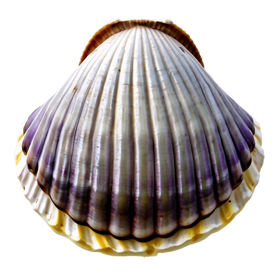 Simple Clam Shell Png 75 PNG Image