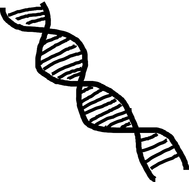 Simplified D N A Structure Illustration PNG Image