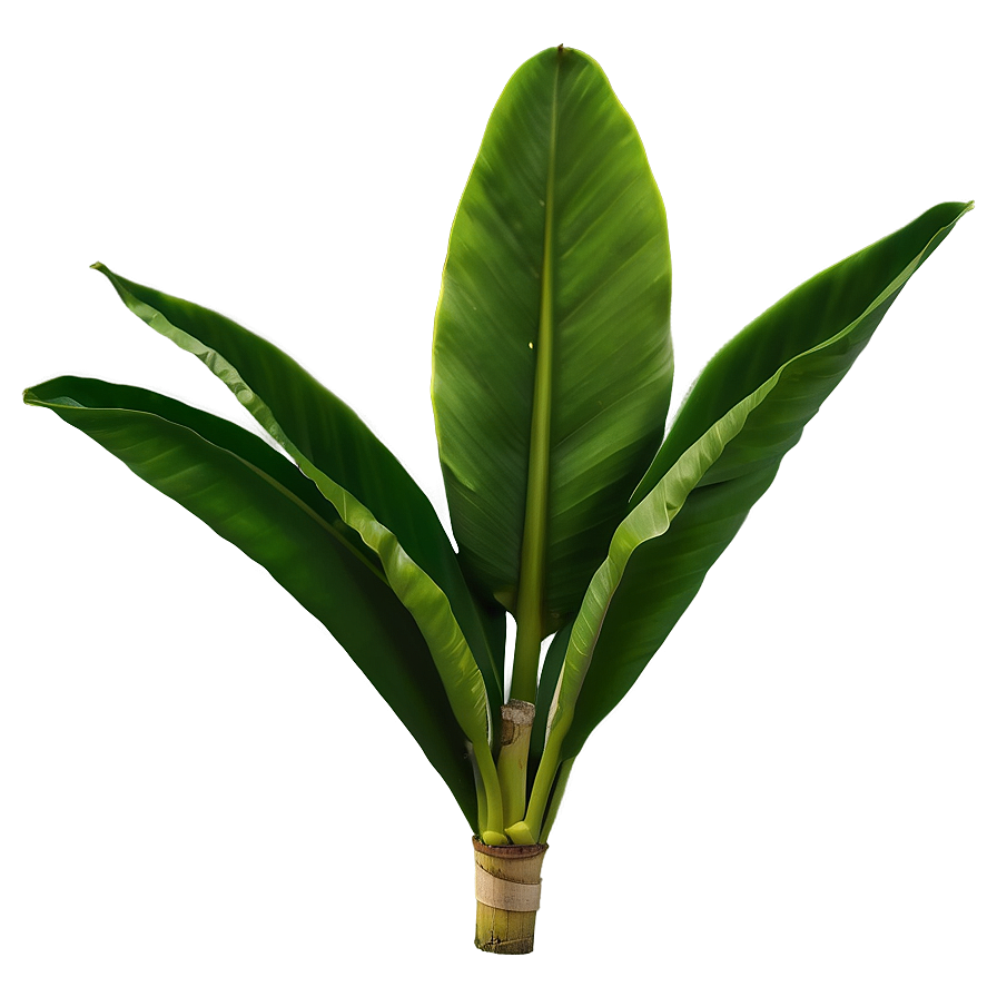 Single Banana Leaf Png 06232024 PNG Image