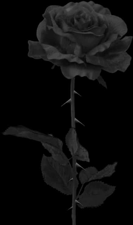 Single Black Roseon Dark Background.jpg PNG Image