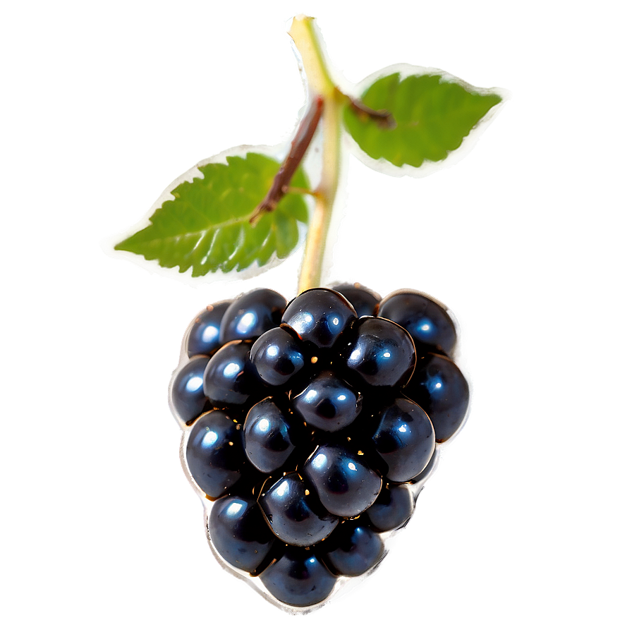 Single Blackberry Png Lwn PNG Image