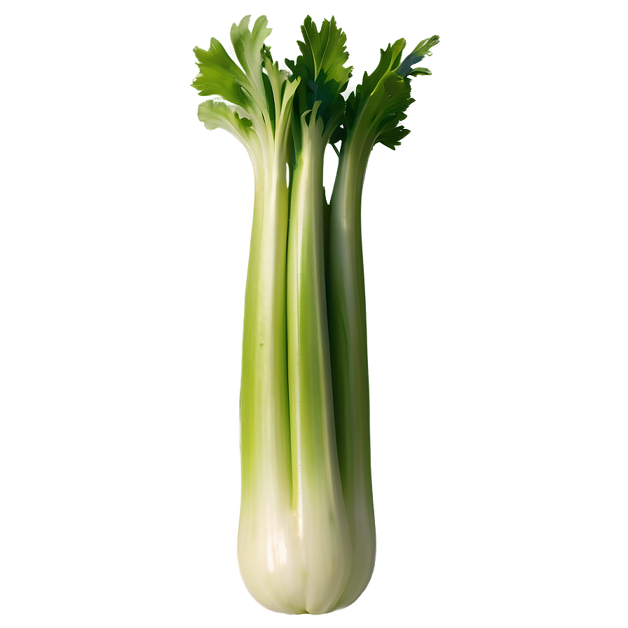 Single Celery Stalk Png 06252024 PNG Image