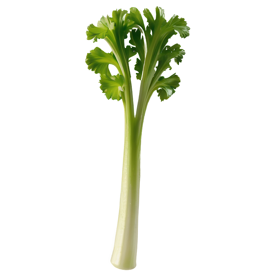 Single Celery Stalk Png Pih67 PNG Image