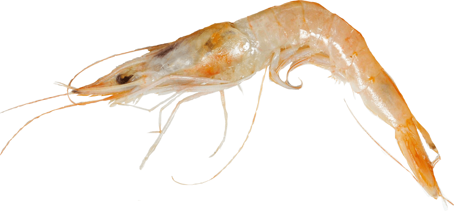 Single Cooked Shrimp Transparent Background PNG Image