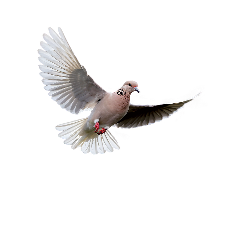 Single Dove Flying Png Qjm30 PNG Image