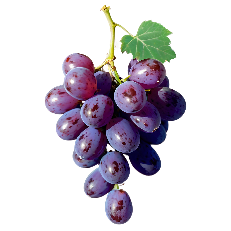 Single Grape Isolated Png 55 PNG Image