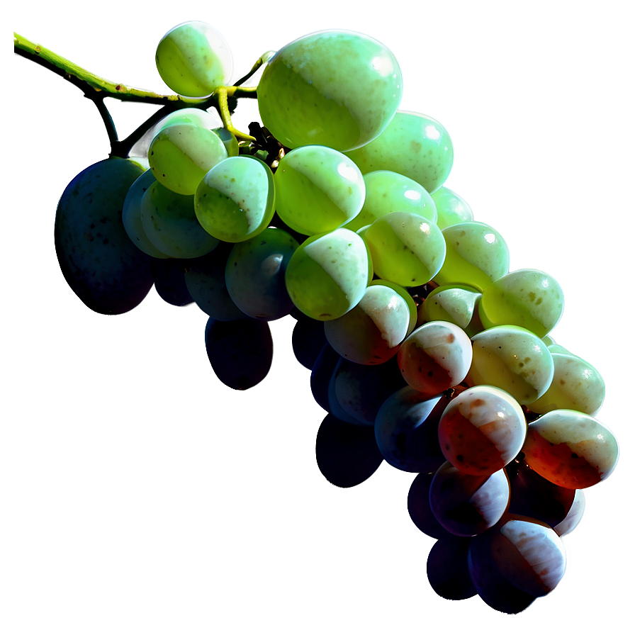 Single Grape Silhouette Png Gww39 PNG Image