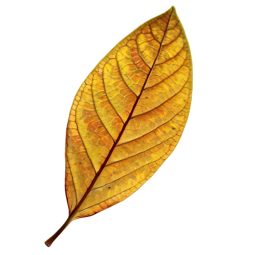 Single Leaf Png Gxg4 PNG Image