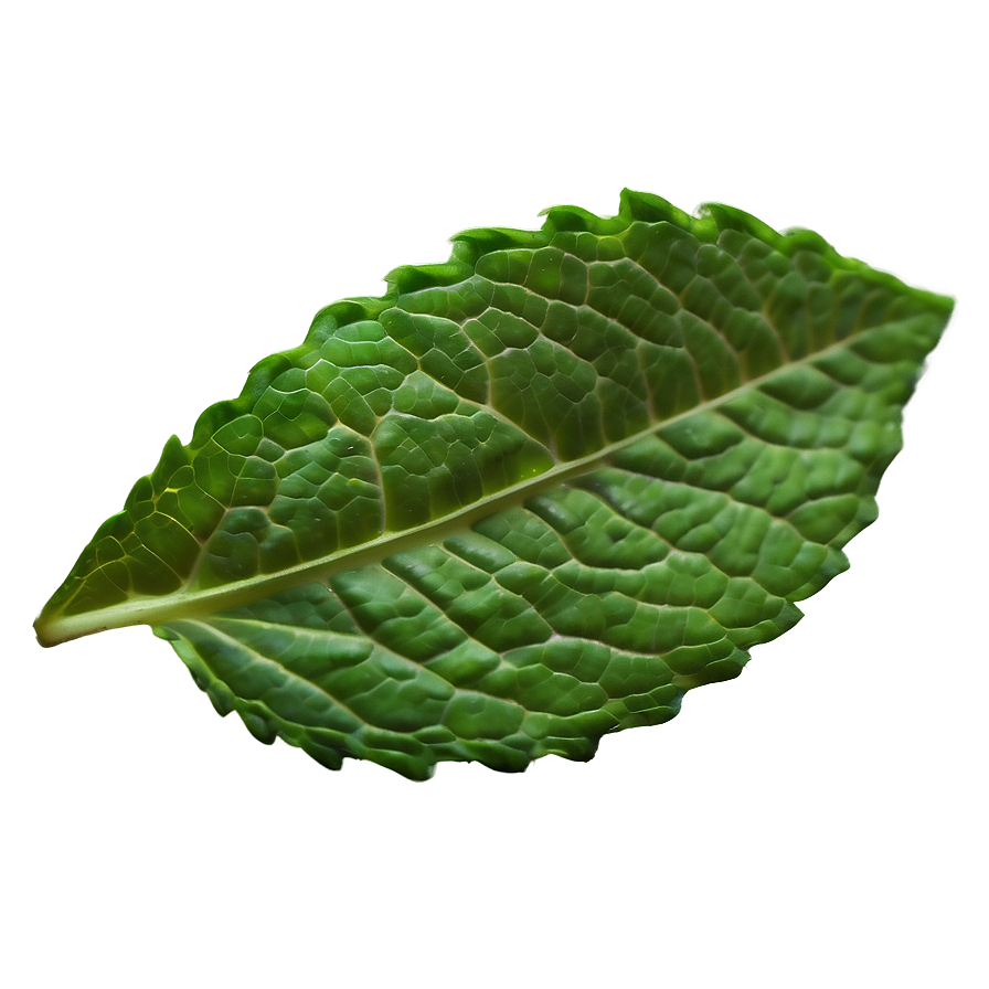 Single Mint Leaf Png Wvc63 PNG Image