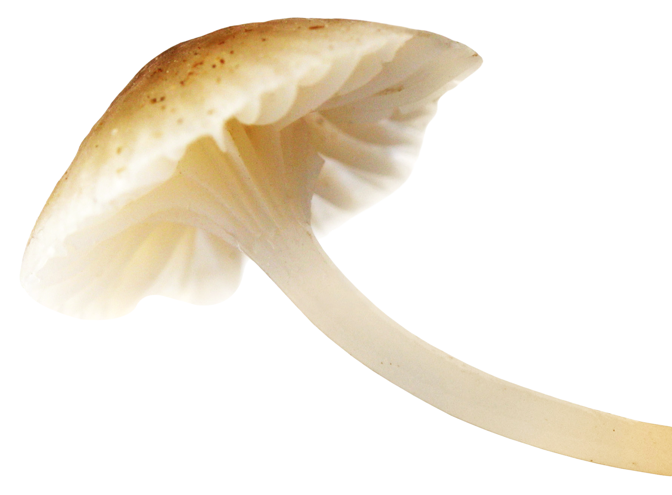 Single Mushroom Isolated PNG Image