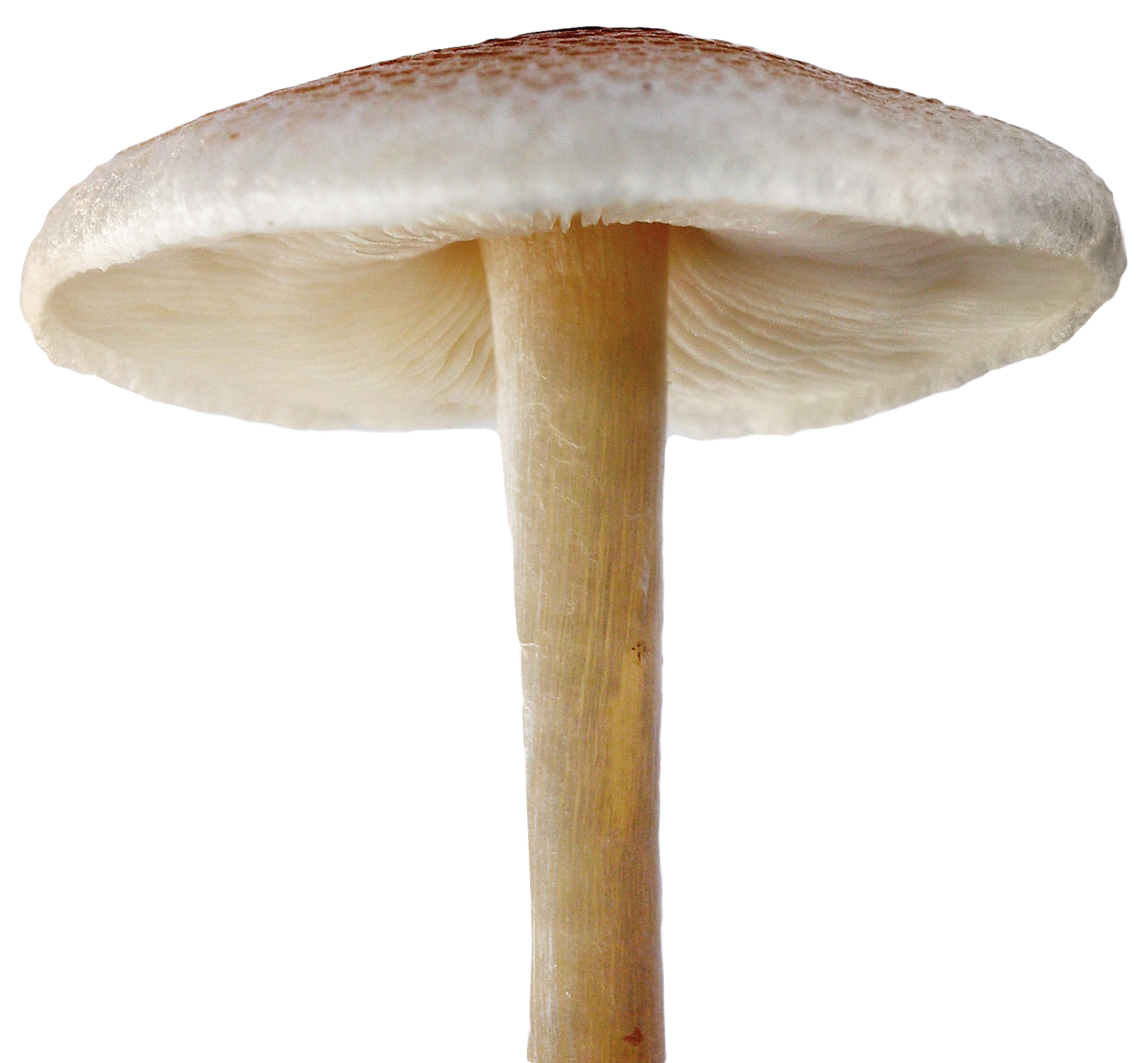 Single Mushroom Isolated Background PNG Image