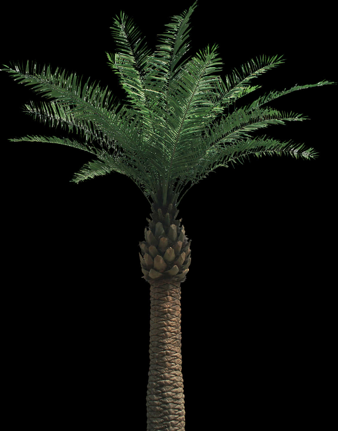 Single Palm Tree Against Night Sky PNG Image