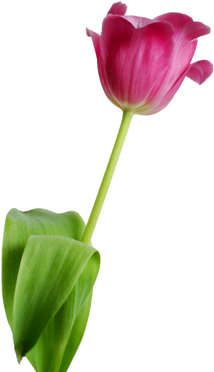 Single Pink Tulip Isolated PNG Image