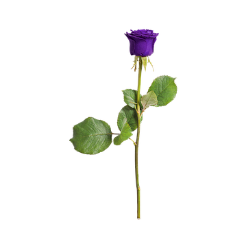 Single Purple Rose Black Background PNG Image