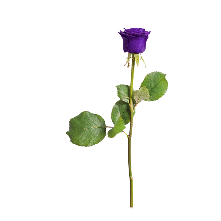 Single Purple Rose Isolated Background PNG Image