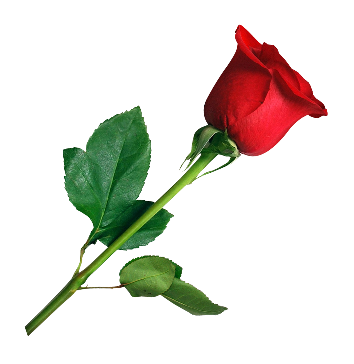 Single Red Rose Gray Background.png PNG Image