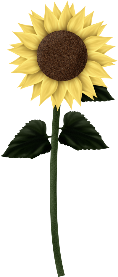 Single Sunflower Graphic PNG Image