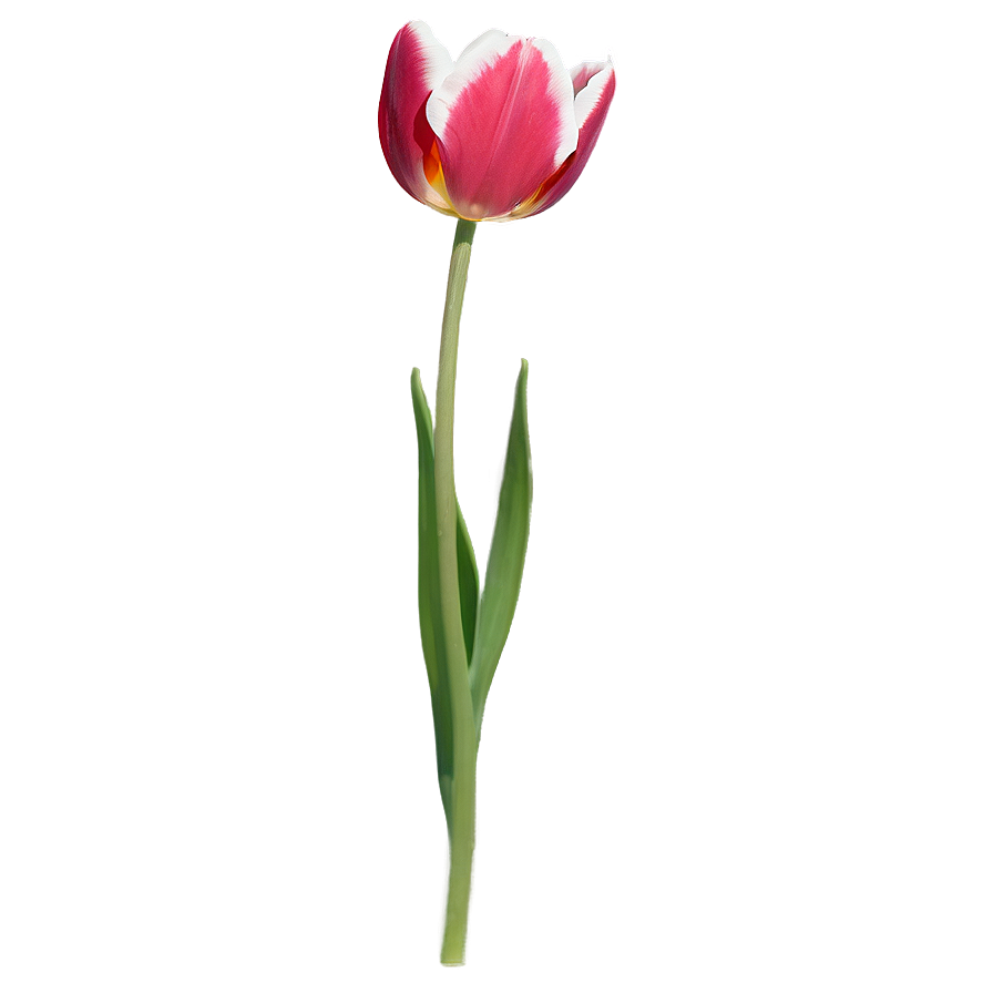 Single Tulip Png Wge PNG Image