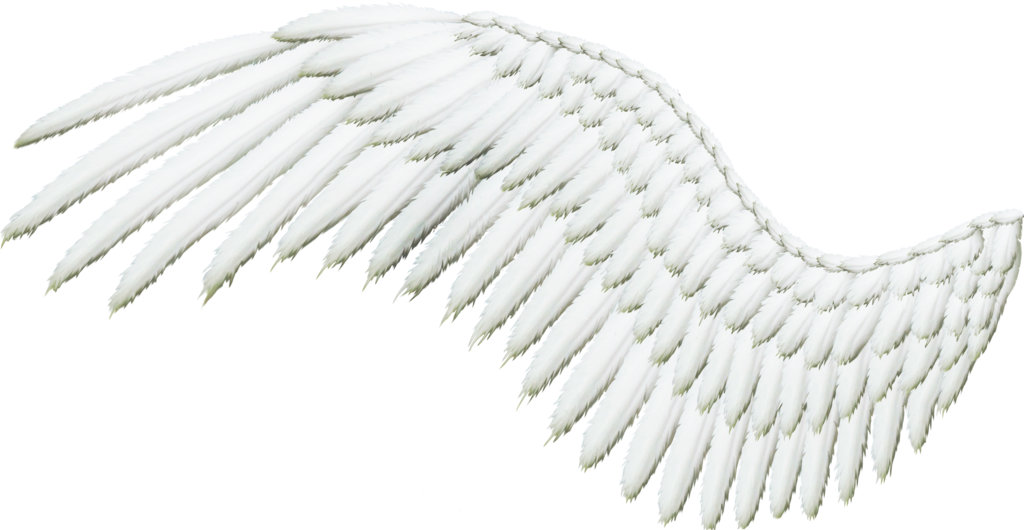 Single White Angel Wing PNG Image