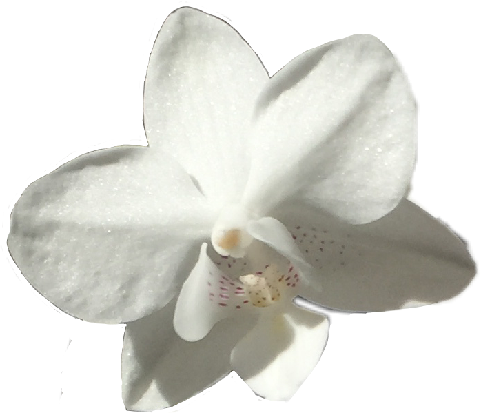 Single White Orchid Flower PNG Image