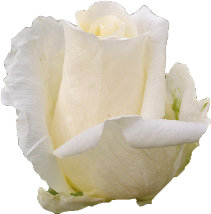 Single White Rose Petal Texture PNG Image