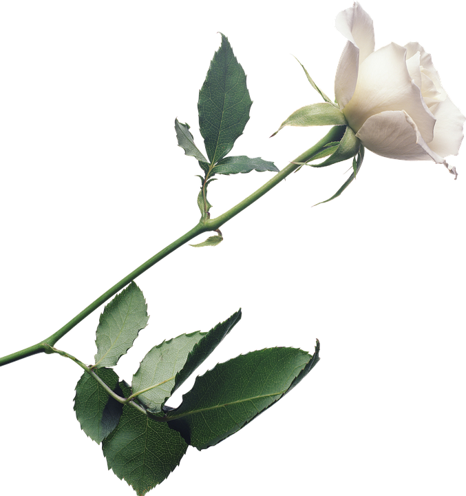 Single White Rose Stem PNG Image