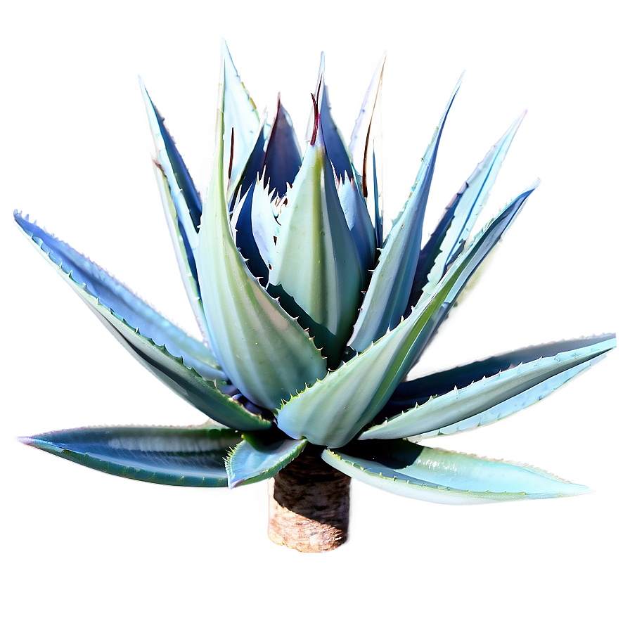 Sisal Agave Plant Png 2 PNG Image