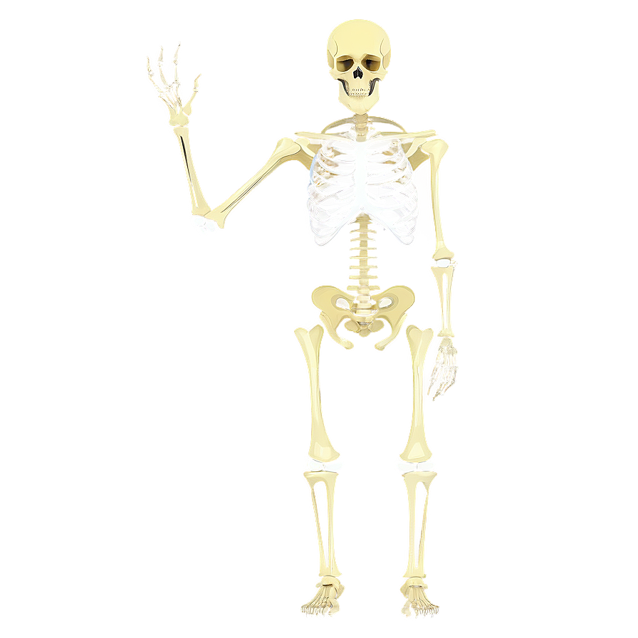 Skeletal System B PNG Image