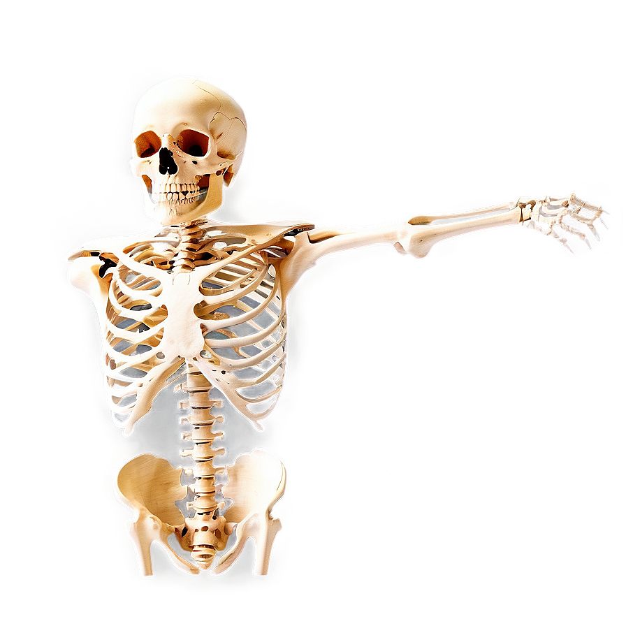 Skeleton Anatomy Png 05032024 PNG Image