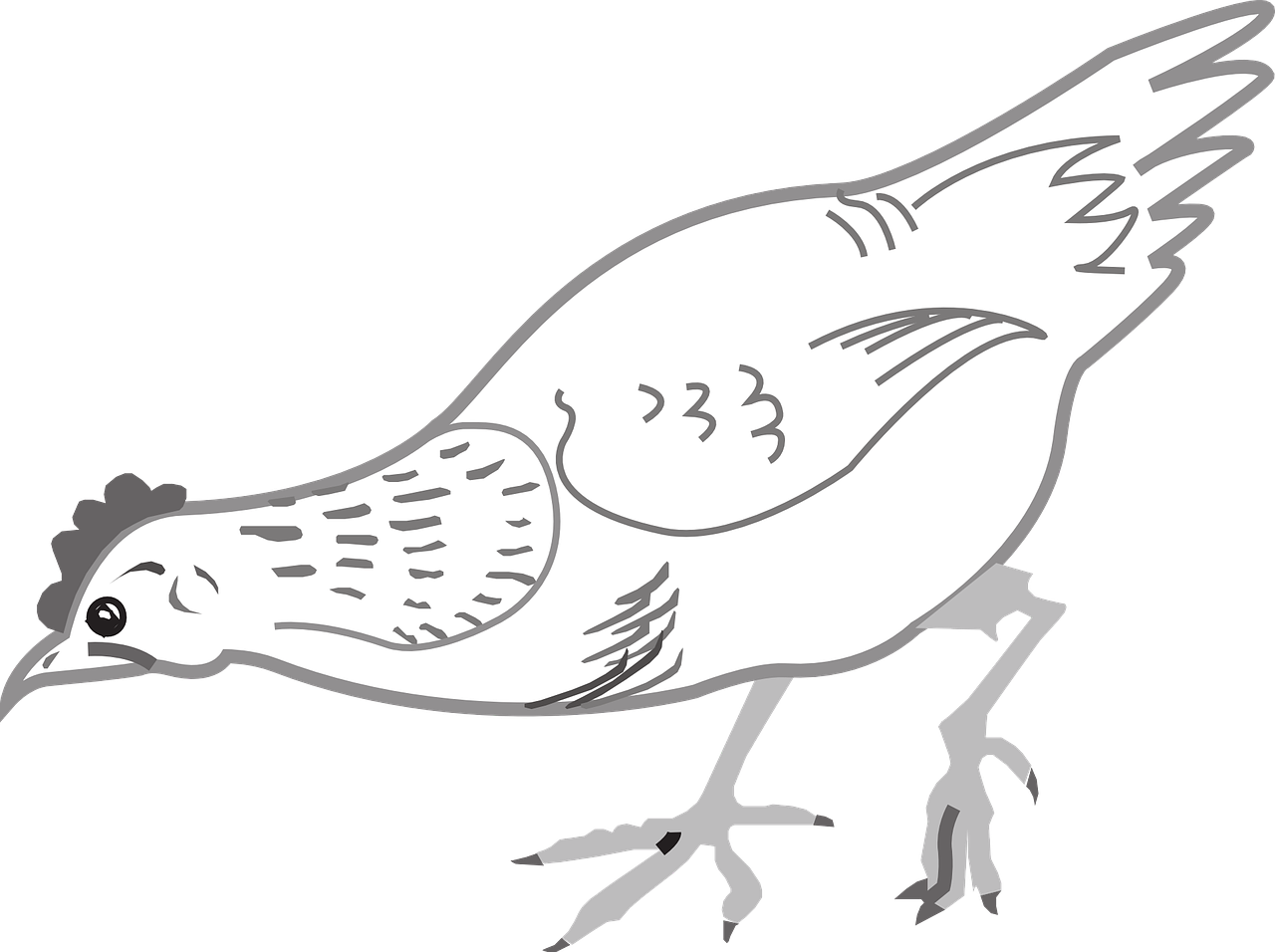 Sketch_of_ Hen_ Walking PNG Image