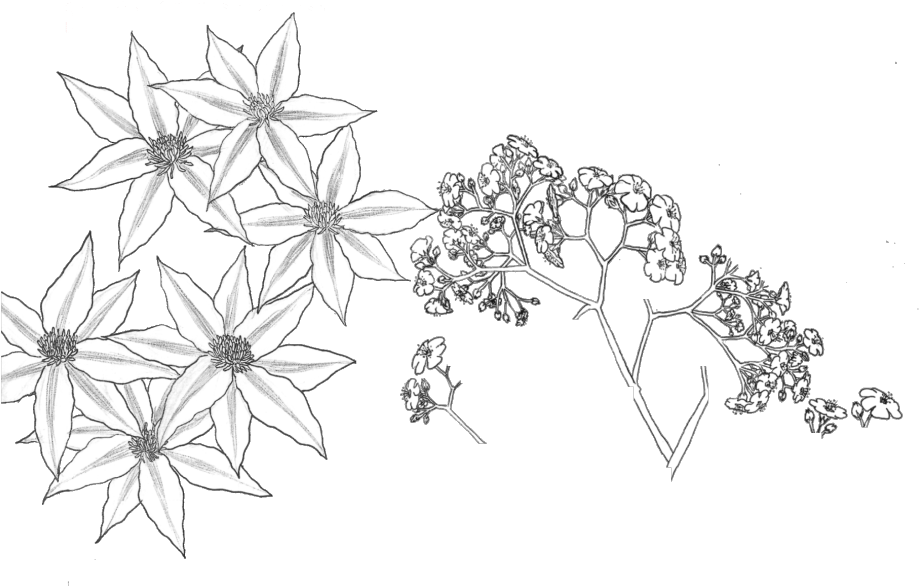 Sketch_of_ Starshaped_ Flowers_and_ Branches PNG Image