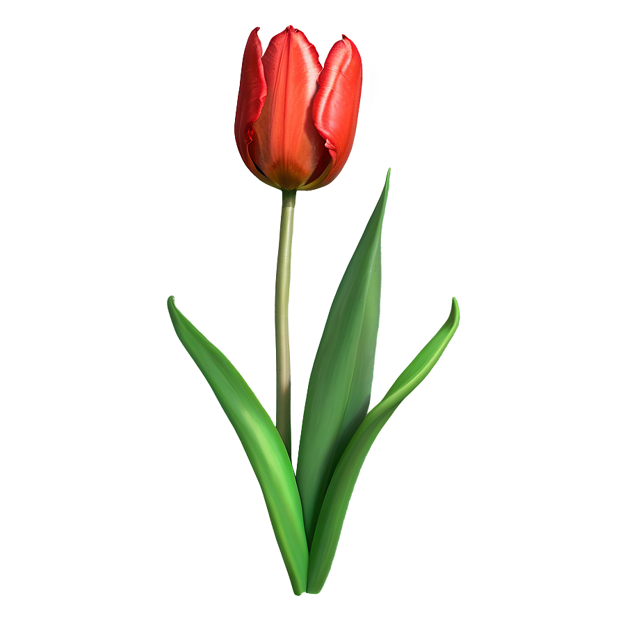 Sketch Of Tulips Png Pwr12 PNG Image