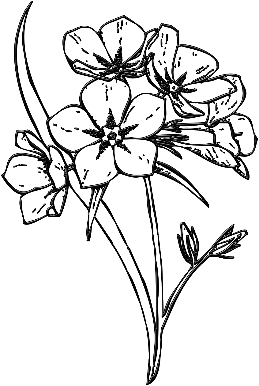 Sketchof Orchid Flowers PNG Image