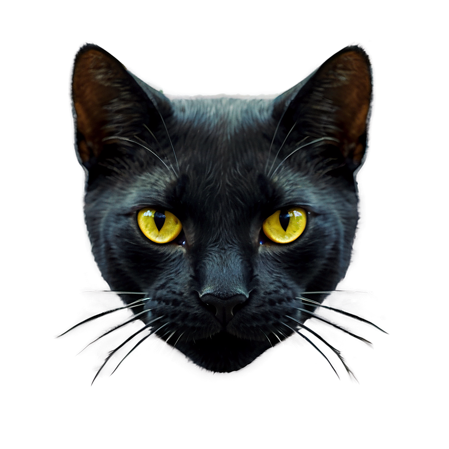 Sleek Black Cat Png D PNG Image