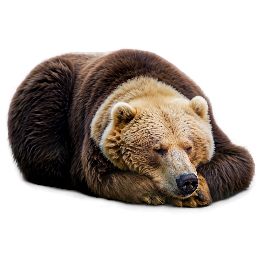 Sleeping Bear Png Gbc38 PNG Image