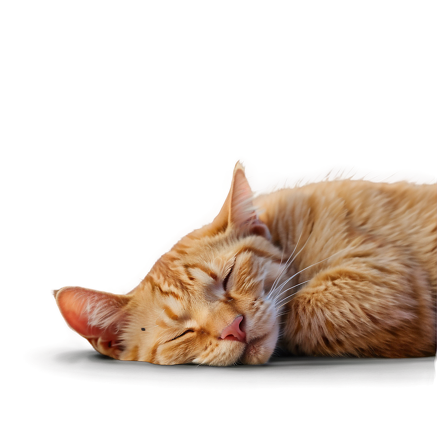 Sleeping Cat Art Png A PNG Image