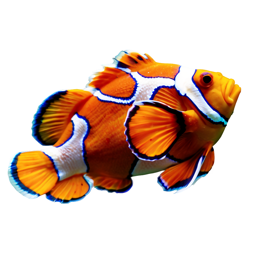 Sleeping Clownfish Png Pev PNG Image