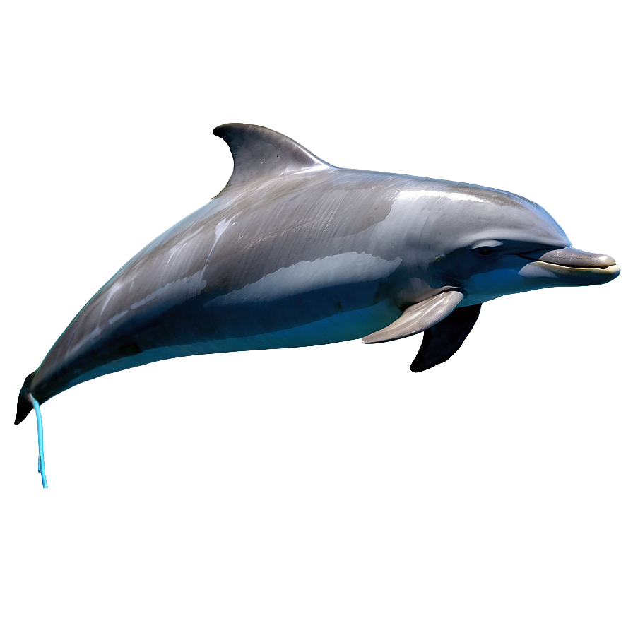 Sleeping Dolphin Png 58 PNG Image