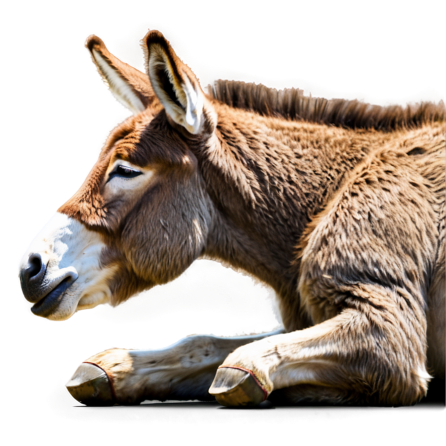 Sleeping Donkey Png Bwt PNG Image