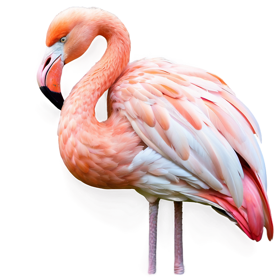 Sleeping Flamingo Png Jha PNG Image