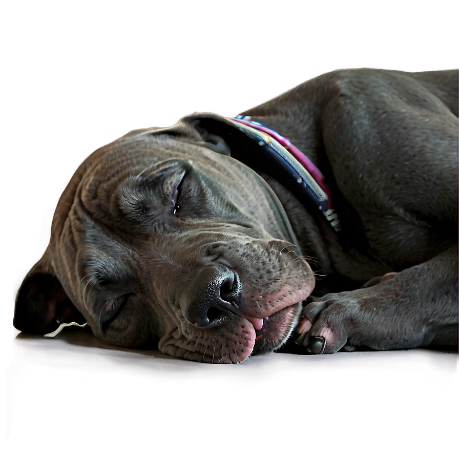 Sleeping Great Dane Png 8 PNG Image