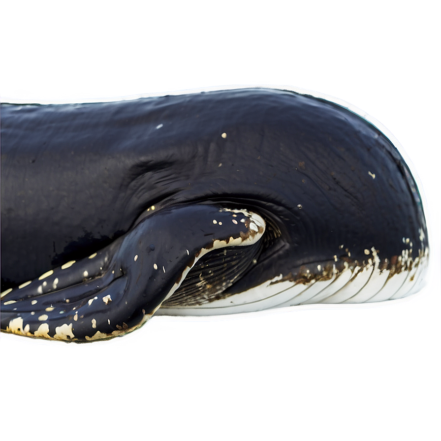 Sleeping Whale Png 57 PNG Image