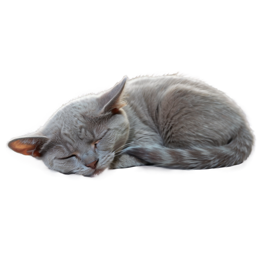 Sleepy Grey Cat Png Srl PNG Image