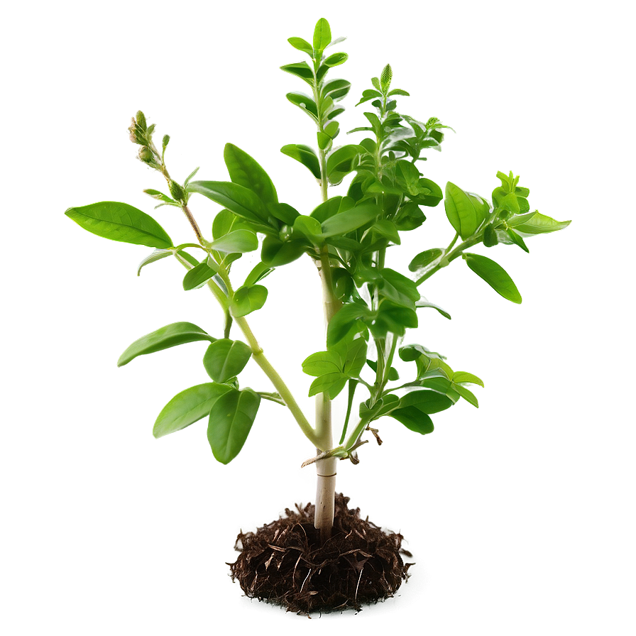 Small Herb Plant Png 06132024 PNG Image